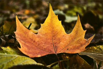 withered leaves and autumn leaf pictures, colorful leaves