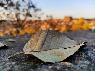 withered leaves and autumn leaf pictures, colorful leaves