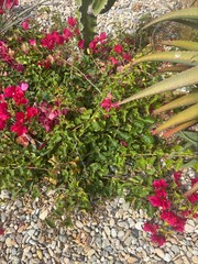 pink flowers  in the garden 
