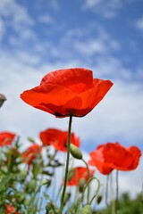 Naklejka premium red poppy flower