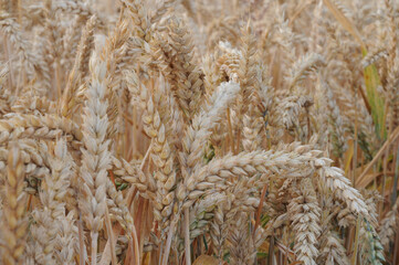 Wheat field. Ears of golden wheat close-up.