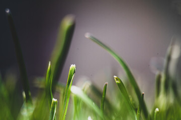 spring grass