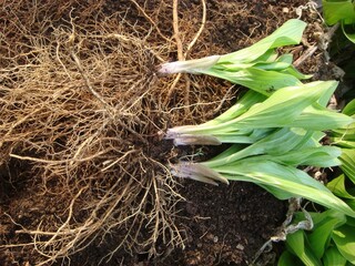 Hosta minor