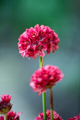 Fototapeta premium pink flower