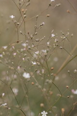 small flowers in the bush blurry background
