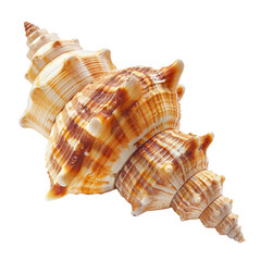 Fototapeta premium Close-up seashell, intricate whorls