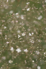 white flowers in the grass close up blurry