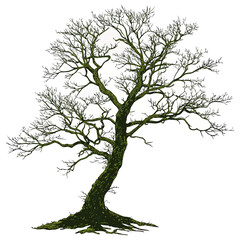 Fototapeta premium Gnarled bare tree with mossy trunk and exposed roots