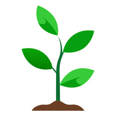 Fototapeta premium Green plant growing from soil with multiple leaves