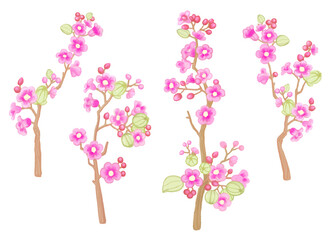 Cute Pink Cherry Blossom Branches Clipart for Spring Design set . Blooming floral painting . Transparent background  .