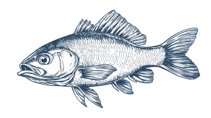 Obraz premium Realistic Vintage Drawing of Fresh Zander Pikeperch - Professional Stock Image