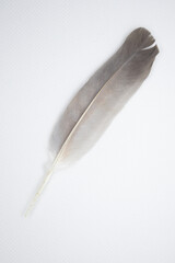 Gray feather on a light background