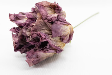 Dried flower on a light background