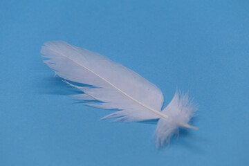 Naklejka premium White feather on a blue background