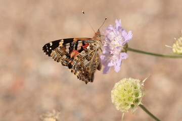 butterfly on a flower on the blurry background close up