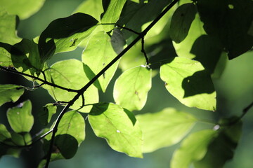 green leaves on the tree