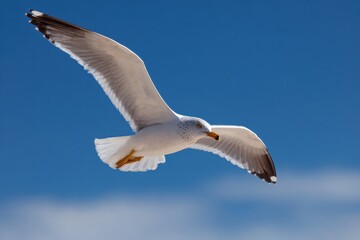 Obraz premium Bird soaring in azure sky