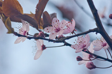 close-up of a branch of a blooming pink plum tree. Pink flowers of ornamental plum in spring