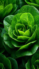 Fototapeta premium Fresh green lettuce leaves close-up in natural light