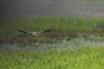 Falcon in the wild. Bird hunter in its natural habitat