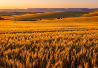 Golden Wheat Field at Sunset with Rolling Hills