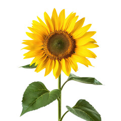 Obraz premium Close-up of a vibrant sunflower (2)