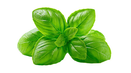 Fototapeta premium Vibrant Green Basil Leaves Isolated on Clear Backdrop