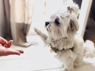 Obedient small white dog giving paw to human hand.