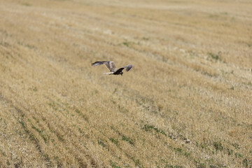 Falcon in the wild. Bird hunter in its natural habitat