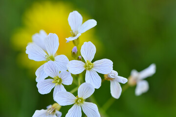 Blumen vor schönem Hintergrund