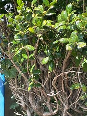 Bird in the bush
