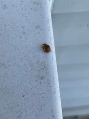 ladybug on the wall