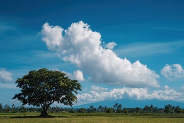 Obraz premium Jembrana Bali depicting a tree against a blue sky with clouds
