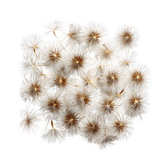Obraz premium Close-up cluster of dried seed heads