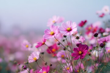 Obraz premium Lovely pink cosmos in a flower field