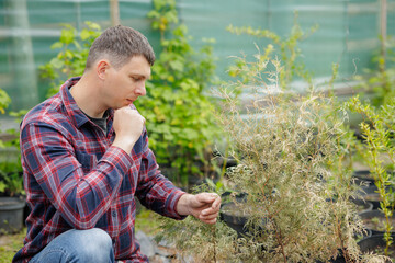 Gardener Diagnosing Dried Plant in Garden Outdoor Plant Care and Recovery Concept