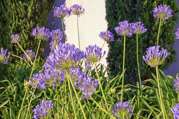 Beautiful  purple flowers of African lily,  Agapanthus, in garden on sunny summer day against green...