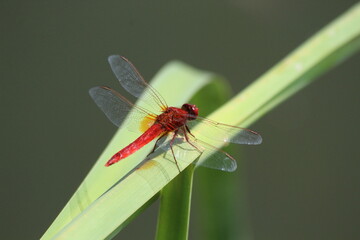 dragonfly on a green leaf