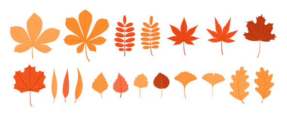 Colorful autumn leaves, isolated on transparent background. Hand drawn flat vector illustration. Seasonal design elements collection, botanical clip art set, vegetation, foliage, nature, plant
