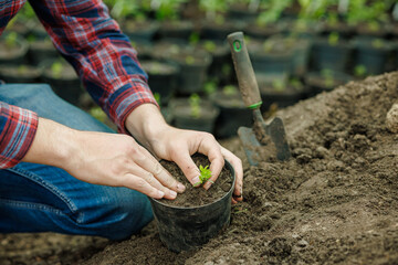 Gardener Planting Young Seedling in Pot Closeup of Hands and Soil Gardening Process Outdoors