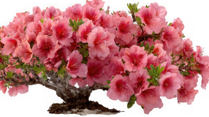 Vibrant pink azalea bonsai tree in full bloom delicate flowers and gnarled trunk isolated on transparent background