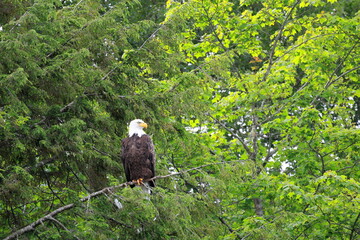 Mature bald eagle perched in a pine tree overlooking a lake