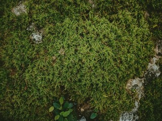 Earthy green mossy ground texture creates a serene, natural backdrop for organic design projects