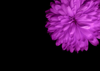 Purple flower chrysanthemum on black background isolated.