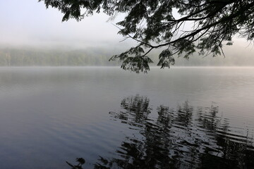 Pine branch reflected in the water along the shore of a mountain lake at dawn