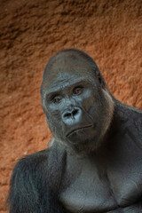 Western lowland gorilla (Gorilla gorilla gorilla). male