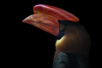 Rufous hornbill  also known as the Philippine hornbill.
