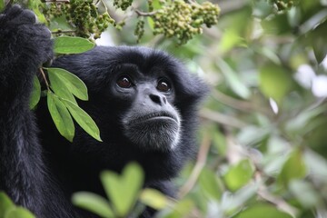 Obraz premium Siamang apes in Indonesia s conservation park