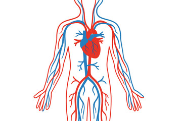 Human Heart and Veins – Medical Vector