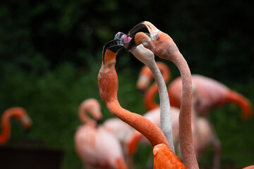 Pink Caribbean flamingo, Phoenicopterus ruber
